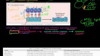 82P TCellMediated Cytotoxicity TCellMediated Type IV Hypersensitivity [upl. by Eedyaj]