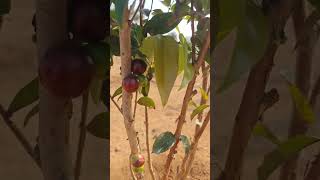 Jaboticaba fruits in SS EXOTICS jaboticaba telangana [upl. by Atnes]