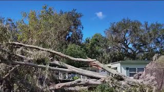 Tree falls on home in Leesburg [upl. by Raffaello]