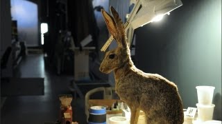 Restoring the Antelope Jackrabbits Ears [upl. by Atinob]