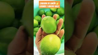 LIMON DE CALIDAD 🍋shorts agricultura campo limon rancho sembrandovida [upl. by Riabuz695]