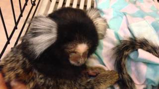 มาโมเสท Marmoset ลิงร้องจิ๊บๆ [upl. by Ishmael]