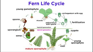 Ferns The Emergence of Roots and Stems [upl. by Yesrod]