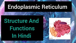 Endoplasmic Reticulum in hindi  CELL ORGANELLE  Structure and function of Endoplasmic Reticulum [upl. by Gabriele476]