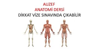 ANATOMİ Dikkat vize sınavında çıkabilir [upl. by Gregson]