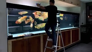 LIVE Arowana Community Tank Feeding  Arowana Eat Live Shrimp [upl. by Brunhilde400]