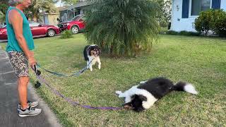 Collies Enjoying Grass [upl. by Aekin]