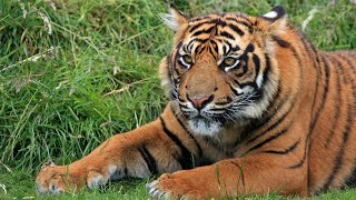 What Do Dreams About Tiger Mean  Tiger Dreams Meanings and Interpretation  Dream Meaning [upl. by Adar]