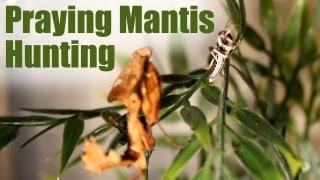 Praying Mantis  EPIC Hunting Compilation [upl. by Zora189]