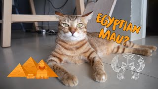 Cat VS Human speed test Is my cat an Egyptian Mau Breed [upl. by Kablesh]