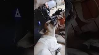 Wow 😲 this dog can sing dog funny pets dogshorts doglife tiktok foryou doglover viral love [upl. by Aileme572]