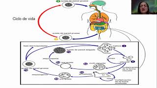 Clase Tutorial del parásito Blastocystis sPP por la maestra Ramona A Hernández T [upl. by Justino]