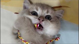 3 month old kitten cat biting bracelet string lying on bed [upl. by Etezzil]