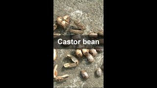 how to get Ricinus Communis seeds from pods How To Collect Castor Bean Seeds by machine at home [upl. by Deanna433]