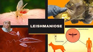 Leishmaniose [upl. by Lana]