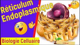 cours biologie cellulaire s1 svi et svtu fssm  le réticulum endoplasmique structure et fonctions [upl. by Airasor]