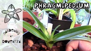 Phragmipedium Orchid Update  how I care for mine [upl. by Enayd412]