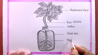 How To Draw Process Of Ascent Of Sap In The peperomia Plant [upl. by Asoramla670]