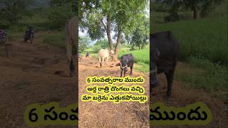 మేము ఓ Tiller కొన్నాం 🥰  We Bought A Tiller ☺️  Cultivator  shorts [upl. by Kado]