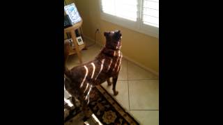 Australian Cattle Dog Barking and Being Cute [upl. by Eilarol341]