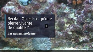 Récifal QuestCe Quune Pierre Vivante De Qualité [upl. by Sneed]