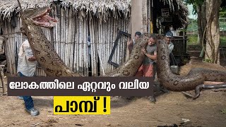 Worlds Largest Snake  Malayalam  Largest and Longest Snake Ever Seen [upl. by Rawlinson]