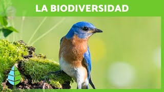 ÍNDICES DE BIODIVERSIDAD [upl. by Valenka]