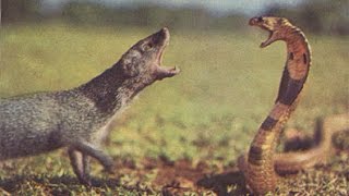 VIDEO Cobra Vs mongoose fight caught on camera  INDIA [upl. by Neve]