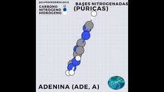 Ácidos Nucleicos Bases Nitrogenadas Púricas ADENINA [upl. by Quenna683]