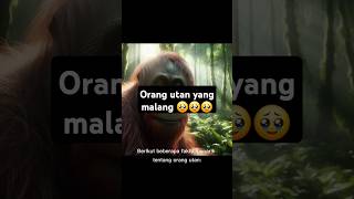 FAKTA ORANG UTAN faktamenarikhewan shortvideo shorts fyp [upl. by Annahsit]