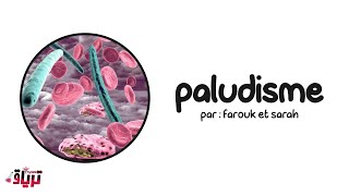 Parasitologie خفيف ظريف  paludisme  par  farouk et sarah [upl. by Enoved149]