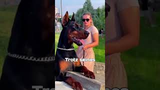 Der Dobermann🐕 einer der besten Familienbeschützer der Welt shorts dobermann hund tiere [upl. by Ilellan]