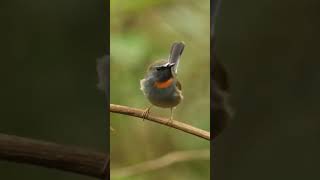 Rufousgorgeted flycatcher Ficedula strophiata [upl. by Neelhtak905]