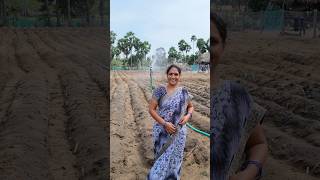 రెయిన్ గన్ 🌧️తోటి నేలంతా బాగా తడుస్తుంది👍youtubeshorts shorts farming [upl. by Anatak]