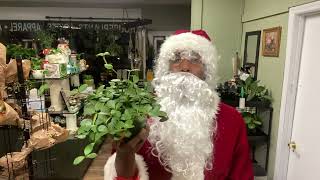 How Does Santa Take Care of His Peperomia Hope at the North Pole daintydanis [upl. by Maier769]