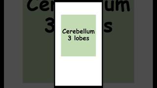 Cerebellum 3 lobes anatomy biology lobes of cerebellum [upl. by Hackett]