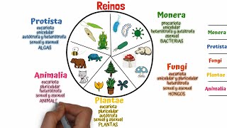 Clasificación de los seres vivos Taxonomía [upl. by Leitao]