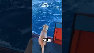 Perro inocente shortsvideo [upl. by Nnylarat]