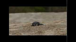 A Baby Leatherback Turtle Makes Its Way to the Sea [upl. by Onoitna]