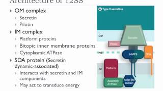 Bio305 2012 Bacterial protein secretion overview lecture [upl. by Radmilla987]