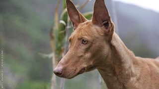 EL PODENCO ANDALUZ EN ACCION [upl. by Haon]