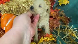 Roxys Schnoodle boy November 15 2024 [upl. by Fisuoy]