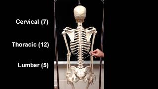 Anatomy of the Axial Skeleton [upl. by Ahgiela545]