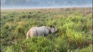 one horn Rhino Kazirong national park assam [upl. by Oirram]