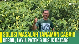 WAJIB DIHINDARI‼ SEBELUM MENGIKUTI METODE PROFESOR TANAMAN CABAI ‼ TIPS MENCEGAH KEMATIAN CABAI [upl. by Tisbee]