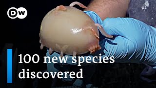 Scientists discover 100 new maritime species off New Zealand  DW News [upl. by Luby]