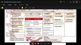 hematopoiesis revision in only 20 min [upl. by Elmo]