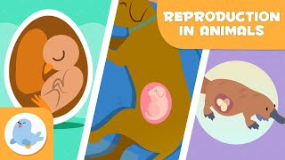 REPRODUCTION IN ANIMALS 🐶🐦 SEXUAL and ASEXUAL 🥚🤰🏻 OVIPAROUS VIVIPAROUS OVOVIPAROUS [upl. by Fabri]