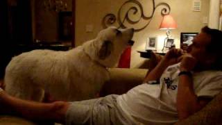 Kody Great Pyrenees [upl. by Novehs]