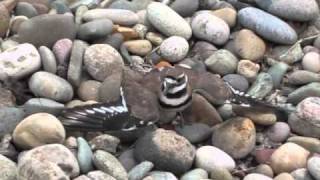 Killdeer Protecting Her Eggs [upl. by Rufina]